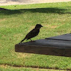 Meet your Posher, Talli